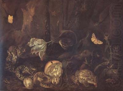 SCHRIECK, Otto Marseus van Still Life with Insects and Amphibians (mk14) china oil painting image